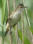 Great Reed Warbler