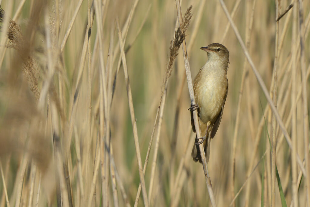 Great Reed Warbleradult, habitat