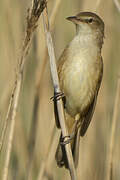 Great Reed Warbler