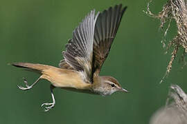 Great Reed Warbler