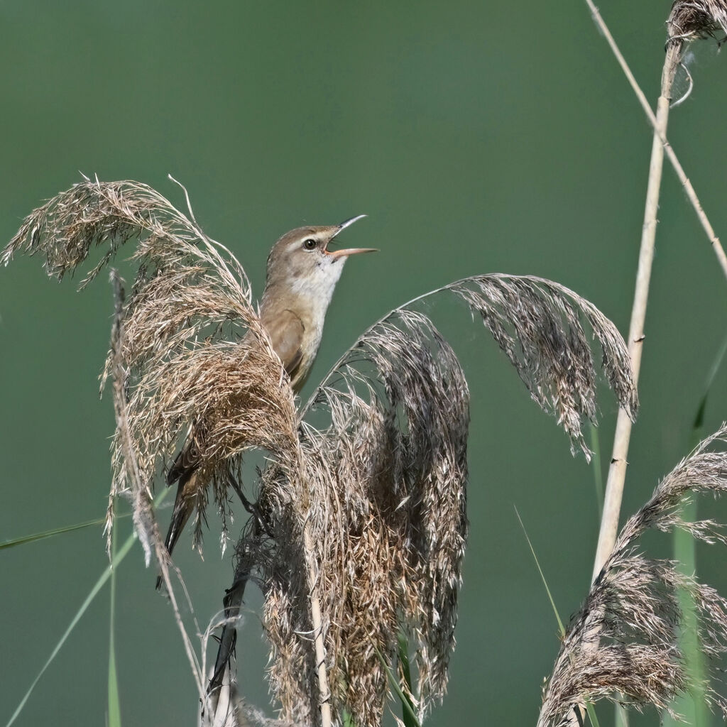 Rousserolle turdoïdeadulte, identification, chant