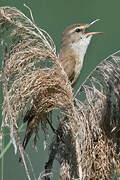 Great Reed Warbler