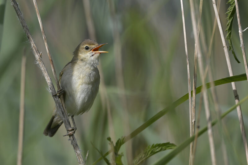 Marsh Warbler male adult, identification, song