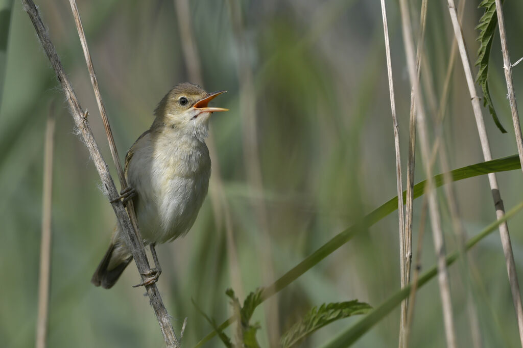 Rousserolle verderolle mâle adulte, identification, chant