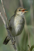 Marsh Warbler