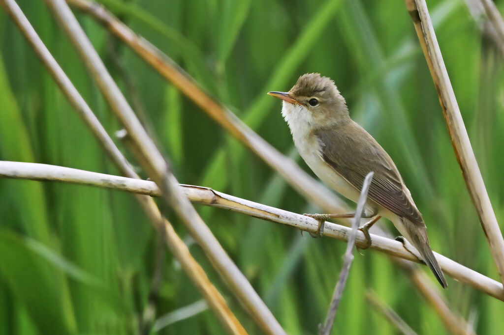 Rousserolle verderolleadulte, identification