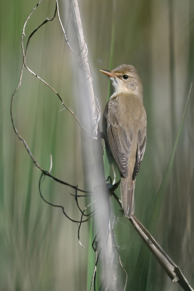 Marsh Warbler male, adult, breeding, identification