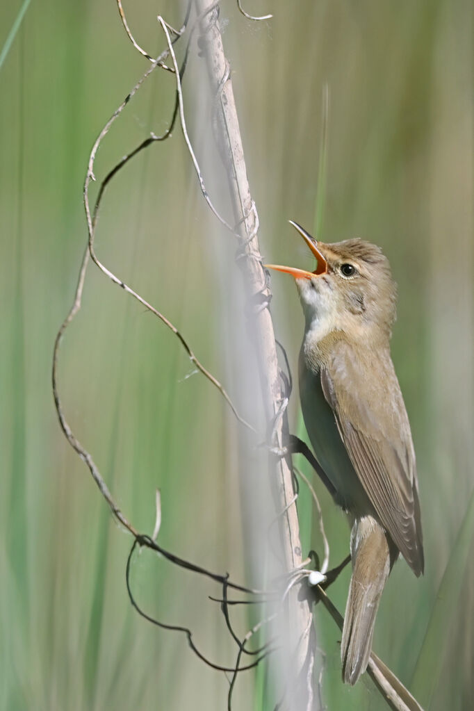 Marsh Warbler male, adult, breeding, identification, song