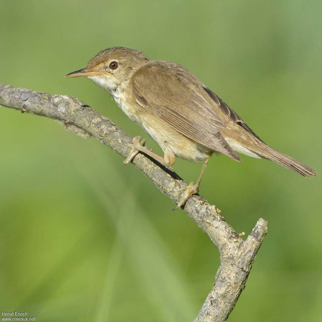 Rousserolle verderollejuvénile, identification