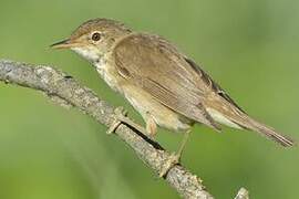 Marsh Warbler