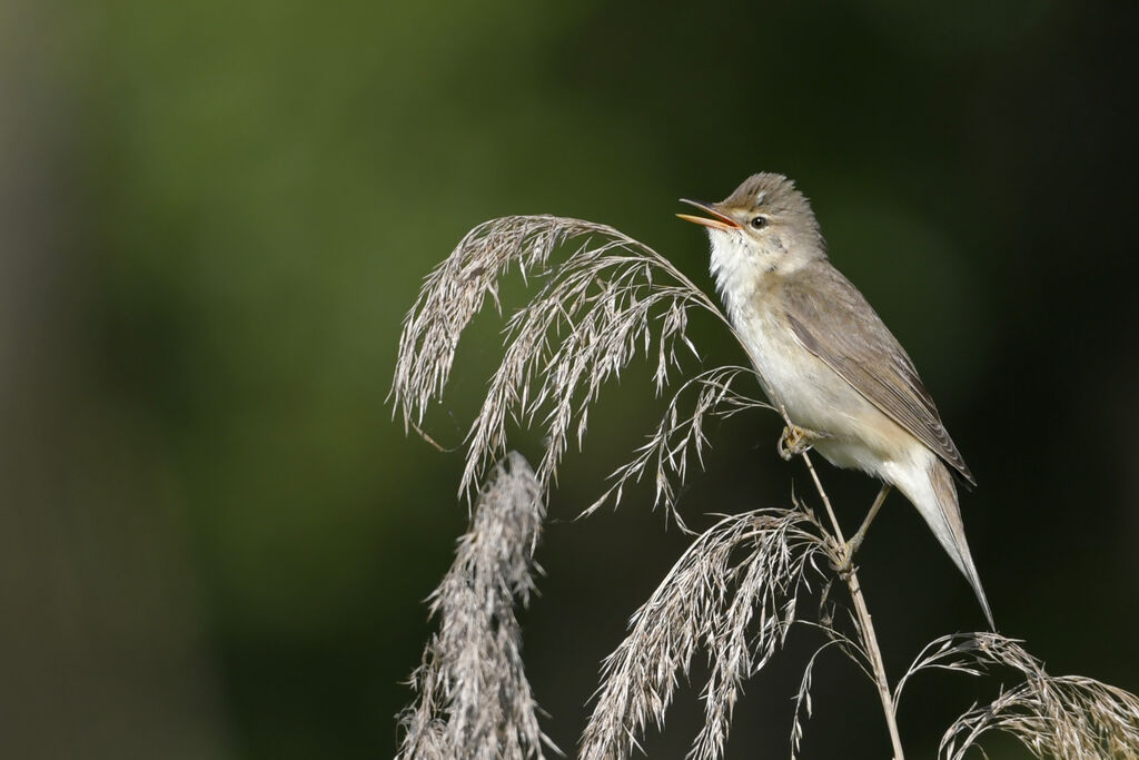 Marsh Warbleradult breeding, identification, song