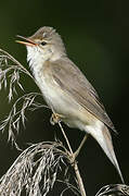 Marsh Warbler