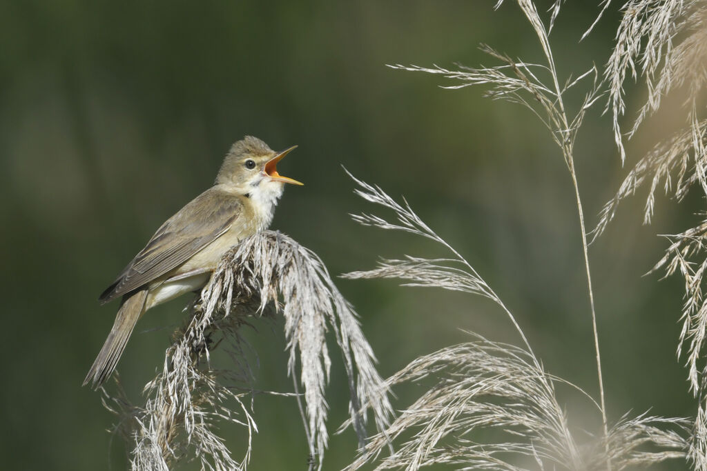 Marsh Warbler male adult, identification, song