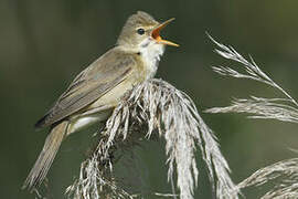 Marsh Warbler