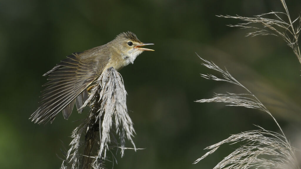 Rousserolle verderolle mâle adulte, identification