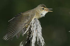 Marsh Warbler