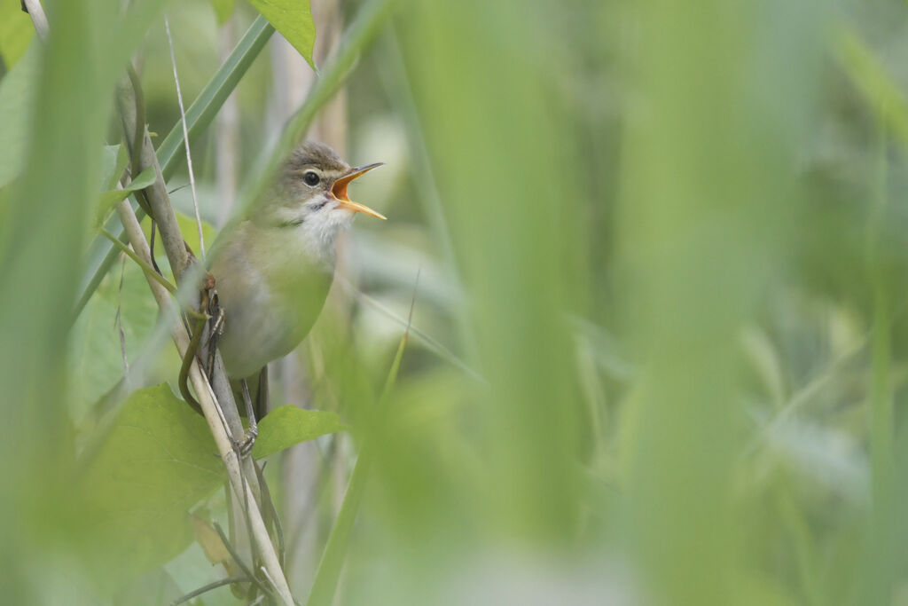 Marsh Warbler male adult, song