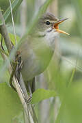 Marsh Warbler