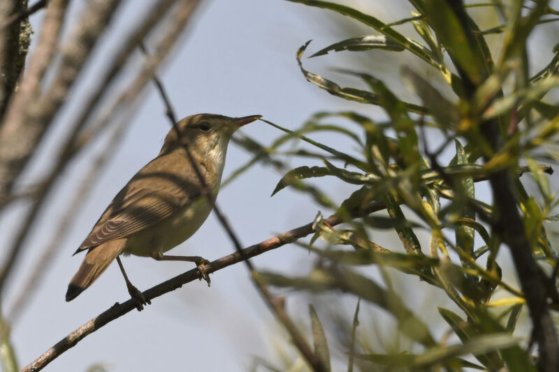 Marsh Warbler male adult, identification