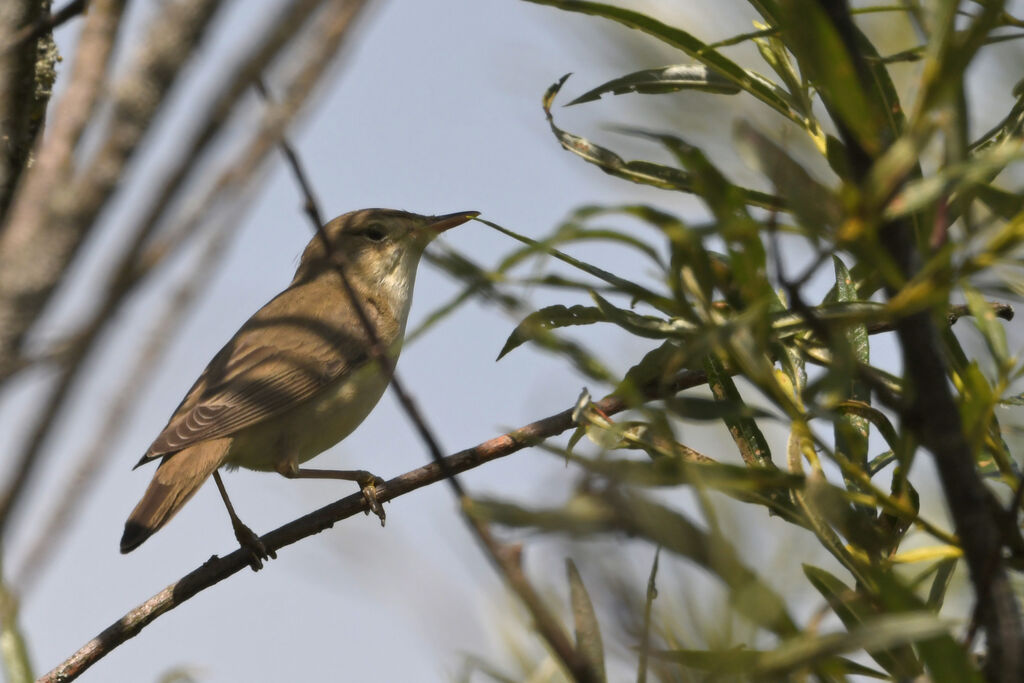 Rousserolle verderolle mâle adulte, identification