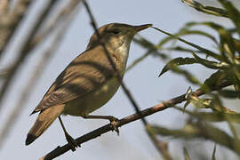 Marsh Warbler