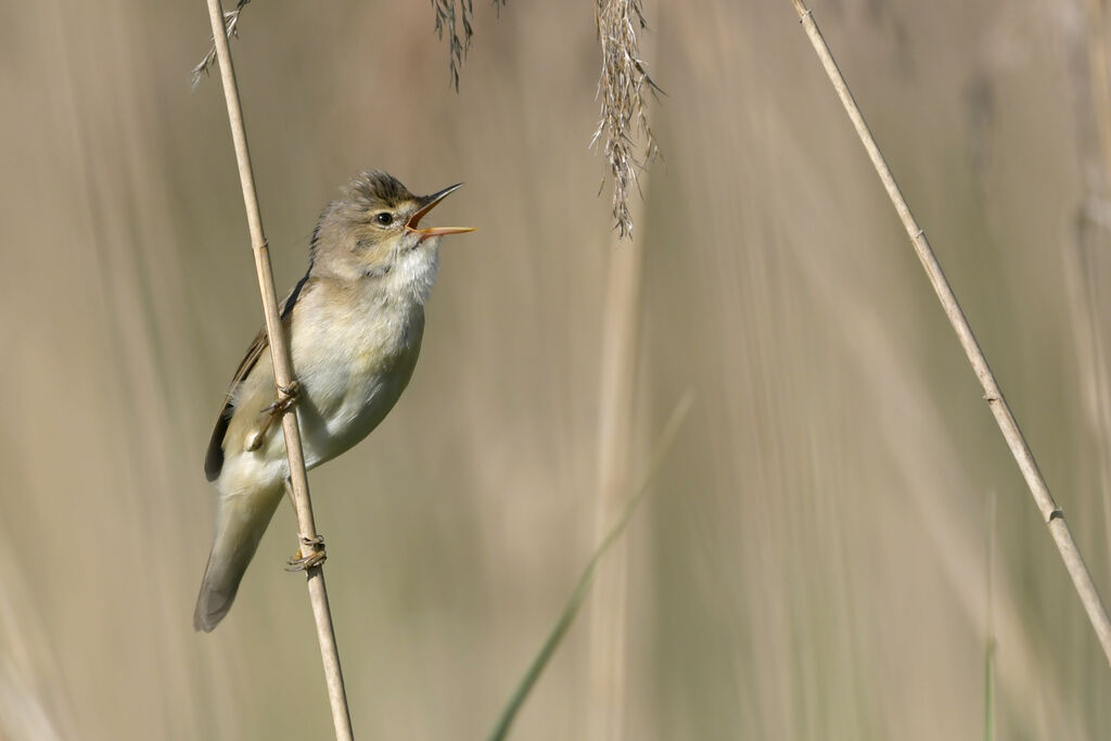 Marsh Warbleradult breeding, identification, song