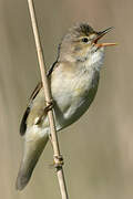 Marsh Warbler