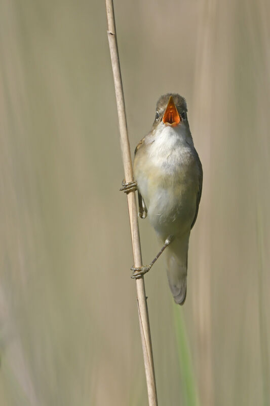 Marsh Warbler male adult breeding, song