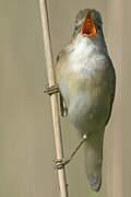 Marsh Warbler