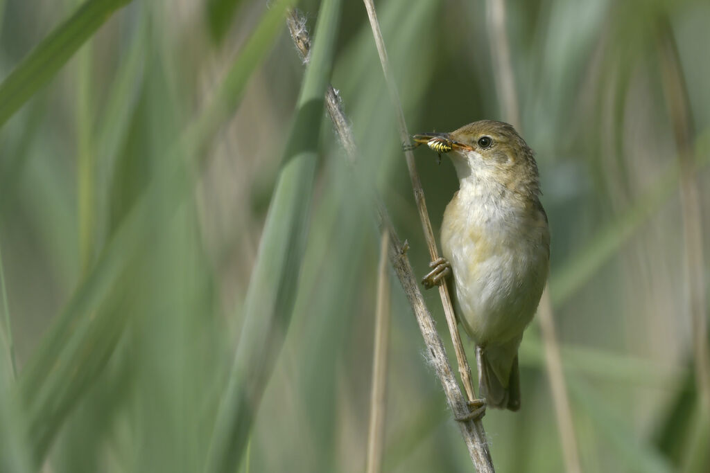 Rousserolle verderolleadulte nuptial, identification, régime