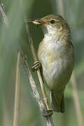 Marsh Warbler