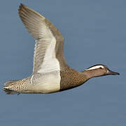 Garganey