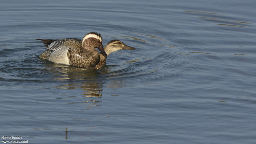 Garganeyadult, mating.