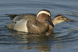 Garganey