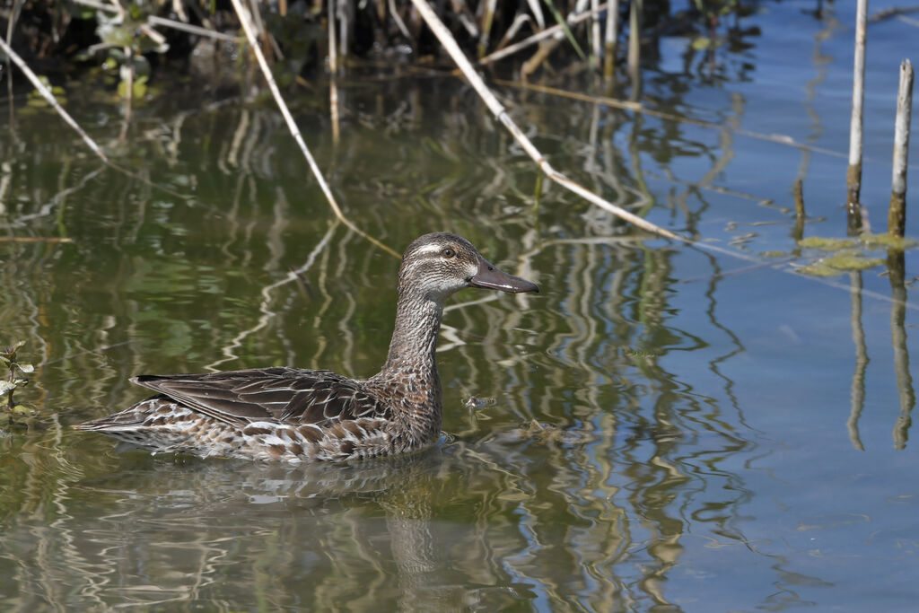 Sarcelle d'été femelle adulte, identification