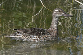 Garganey