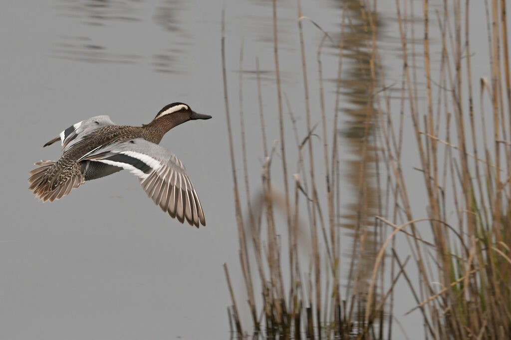 Garganey male adult breeding, Flight