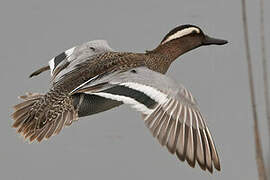 Garganey