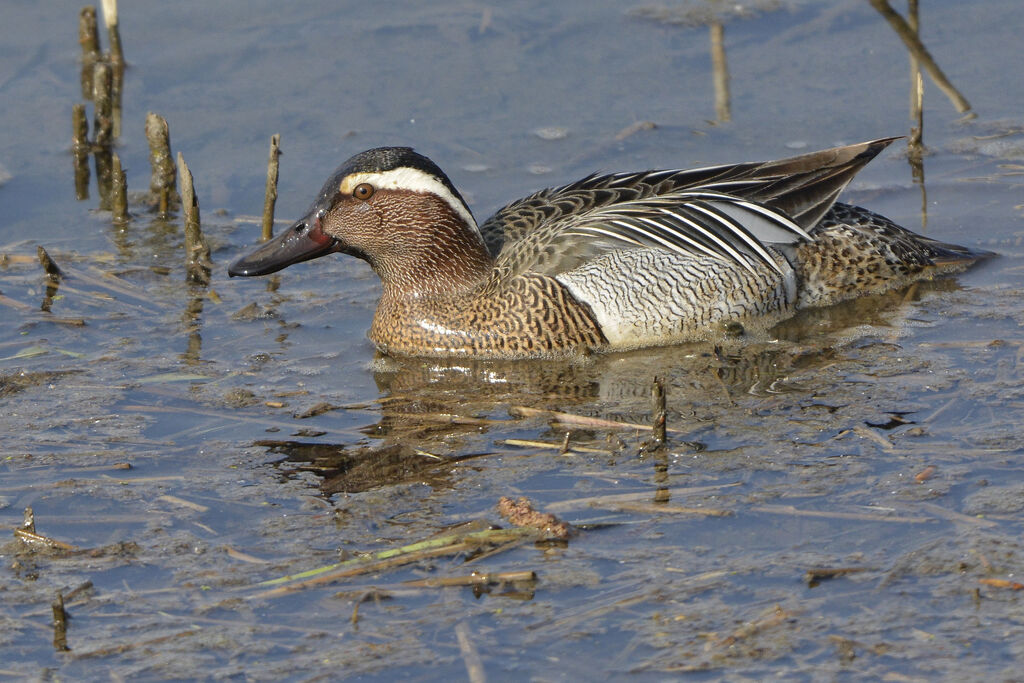 Garganey male adult, identification