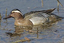 Garganey