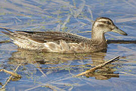 Garganey