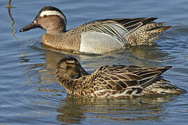 Garganey