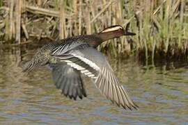 Garganey