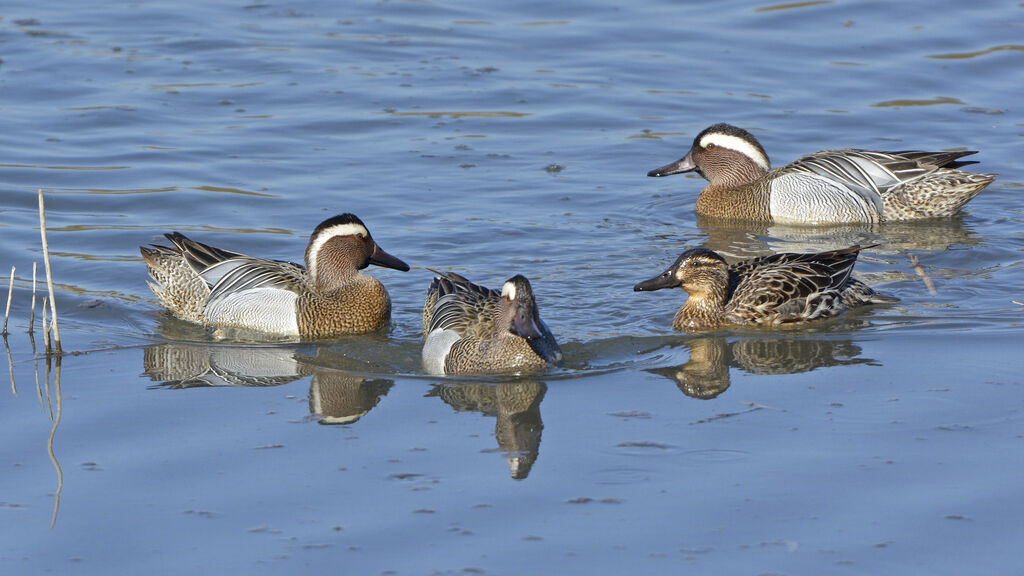 Garganey, identification