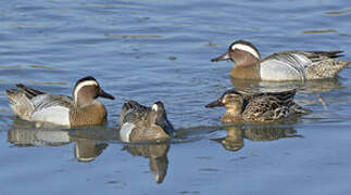 Garganey