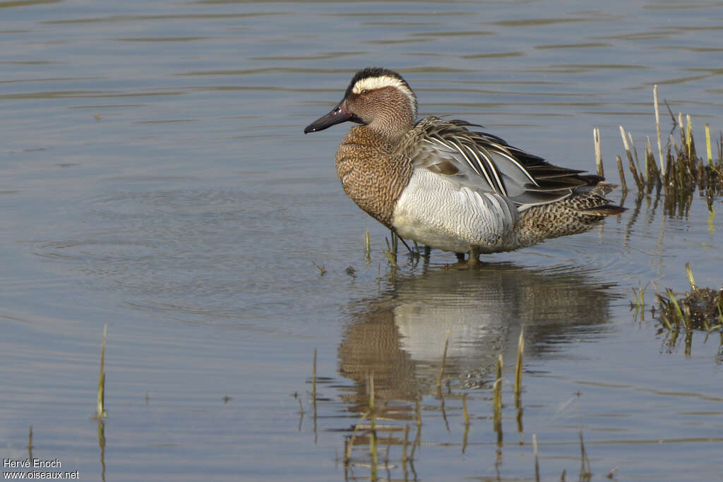 Garganey male adult breeding, identification