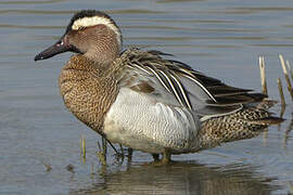 Garganey