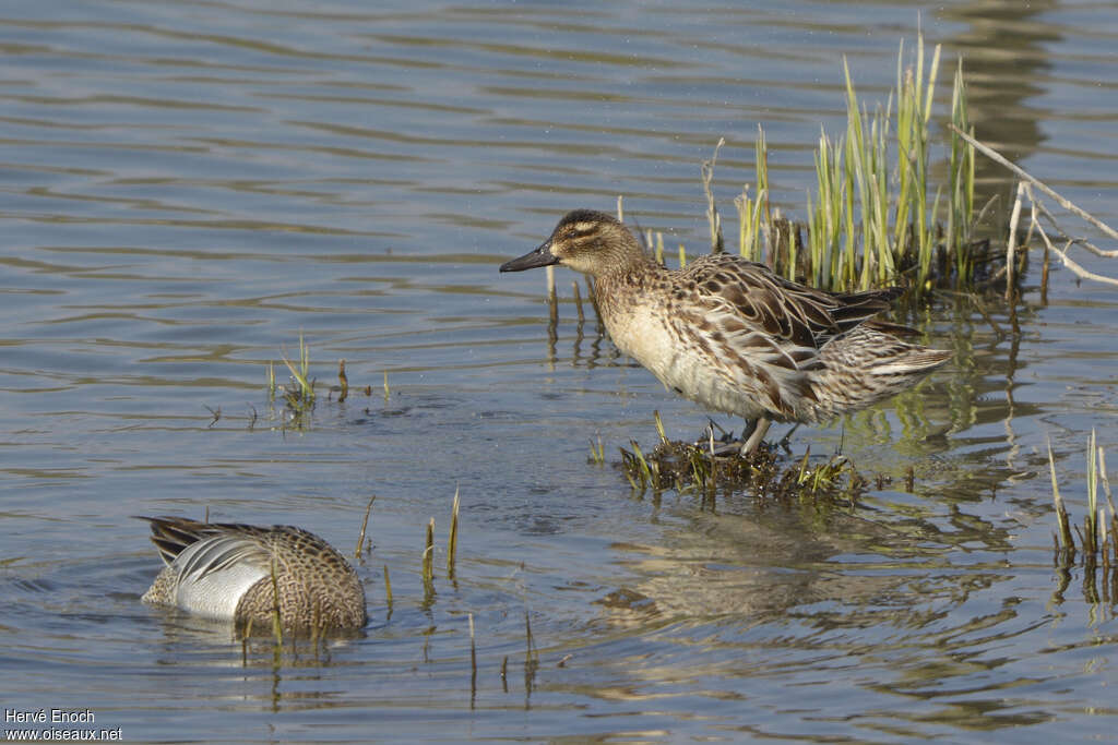 Garganey female adult breeding, identification