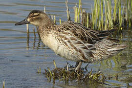 Garganey