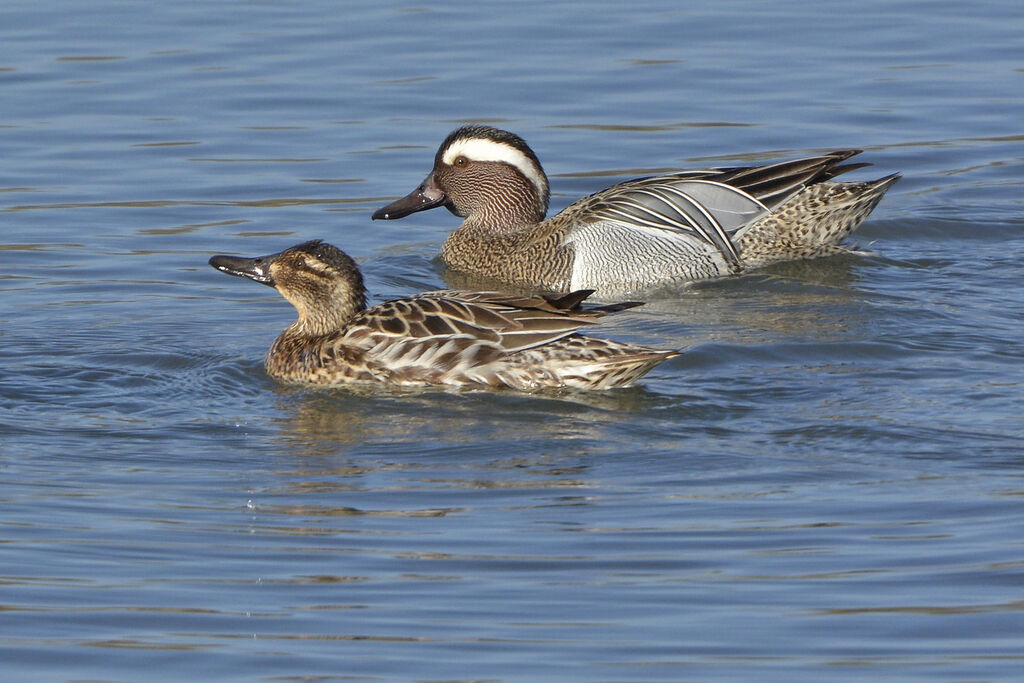 Sarcelle d'été , identification